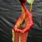 Nepenthes [(lowii x veitchii) x boschiana)] x veitchii "The Wave", CAR-0109