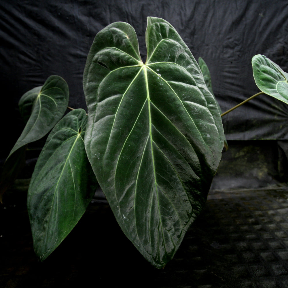 
                      
                        Anthurium crystallinum Dark x papillilaminum, CAR-0241 - wholesale
                      
                    