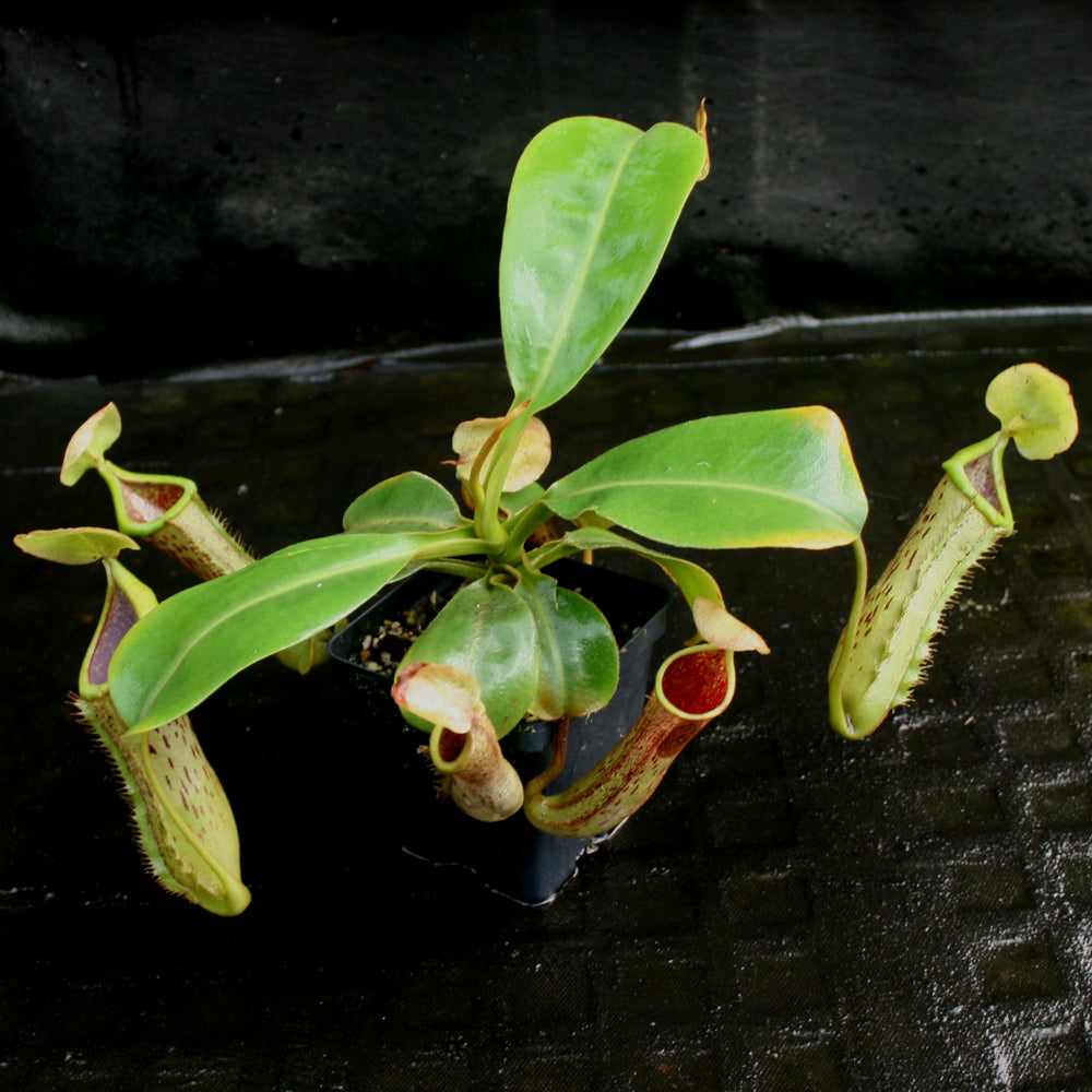 
                      
                        Nepenthes (truncata x campanulata) x platychila "white" , CAR-0090 pitcher plant, carnivorous plant, collectors plant, large pitchers, rare plants
                      
                    