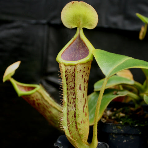 Tall Nepenthes hybrid with a pale yellow hood and long speckled green pitcher from the white cultivar Nepenthes truncata campanulata x platychila.