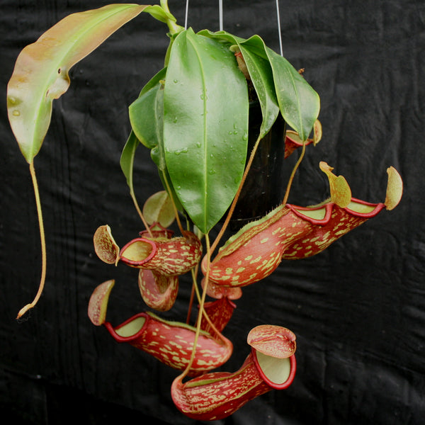 11+ St Gaya Pitcher Plant