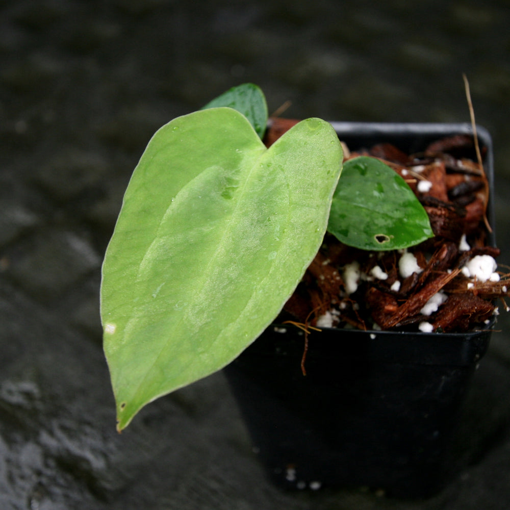 anthurium crystallinum x papillilaminum Anthurium crystallinum Dark x papillilaminum, CAR-0241 – Carnivero