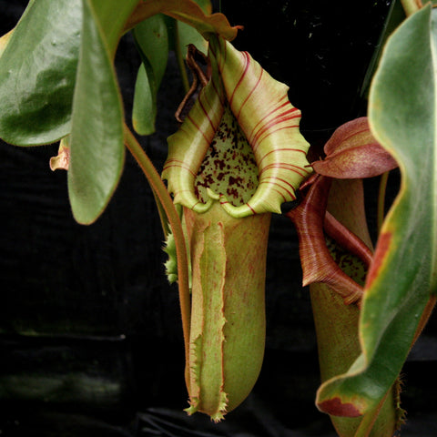 Nepenthes truncata Hiroshima pitcher plant with pale green pitcher and red striped peristome