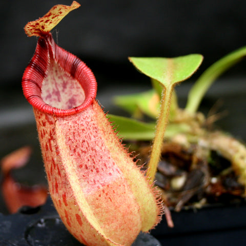 Nepenthes hamata x veitchii pitcher with a red tubular body and curled peristome in a pot
