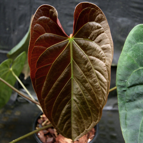 Anthurium crystallinum Dark x papillilaminum leaf with a burgundy heart shape and pale green veins