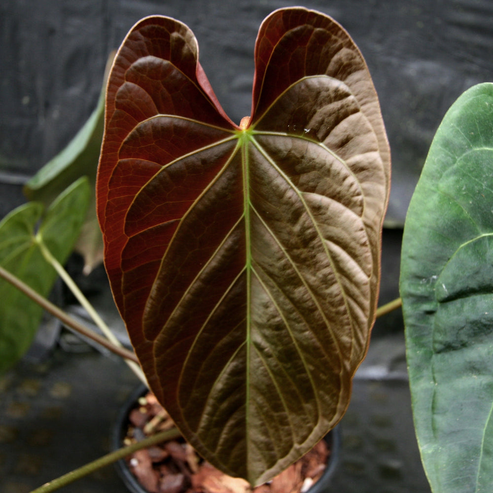 anthurium dark chocolate Anthurium crystallinum Dark x papillilaminum, CAR-0241