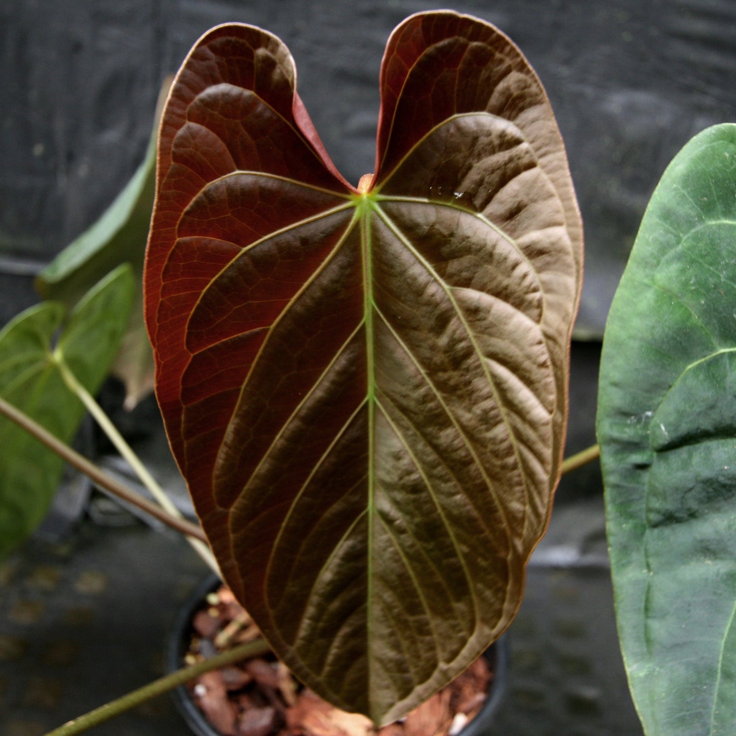 Anthurium crystallinum Dark x papillilaminum, CAR-0241 - wholesale