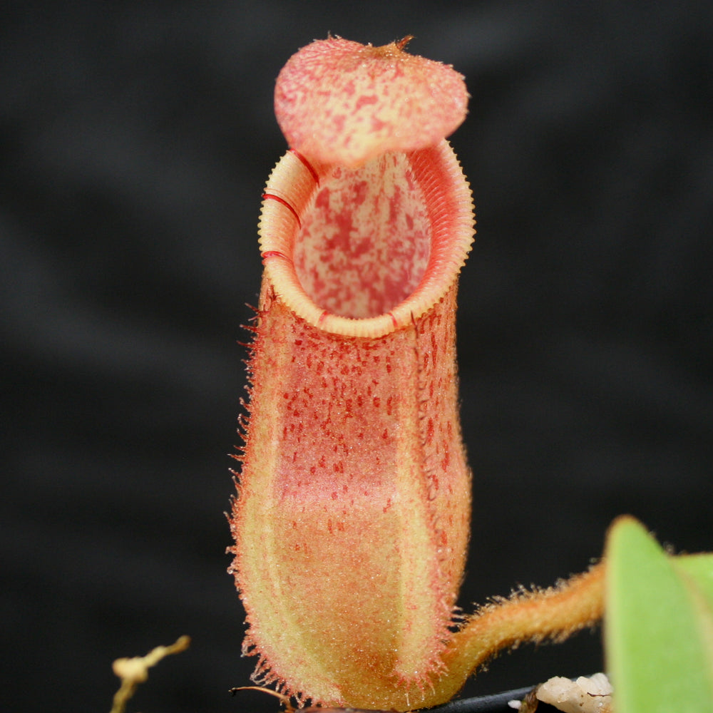 
                      
                        Nepenthes hamata x veitchii
                      
                    