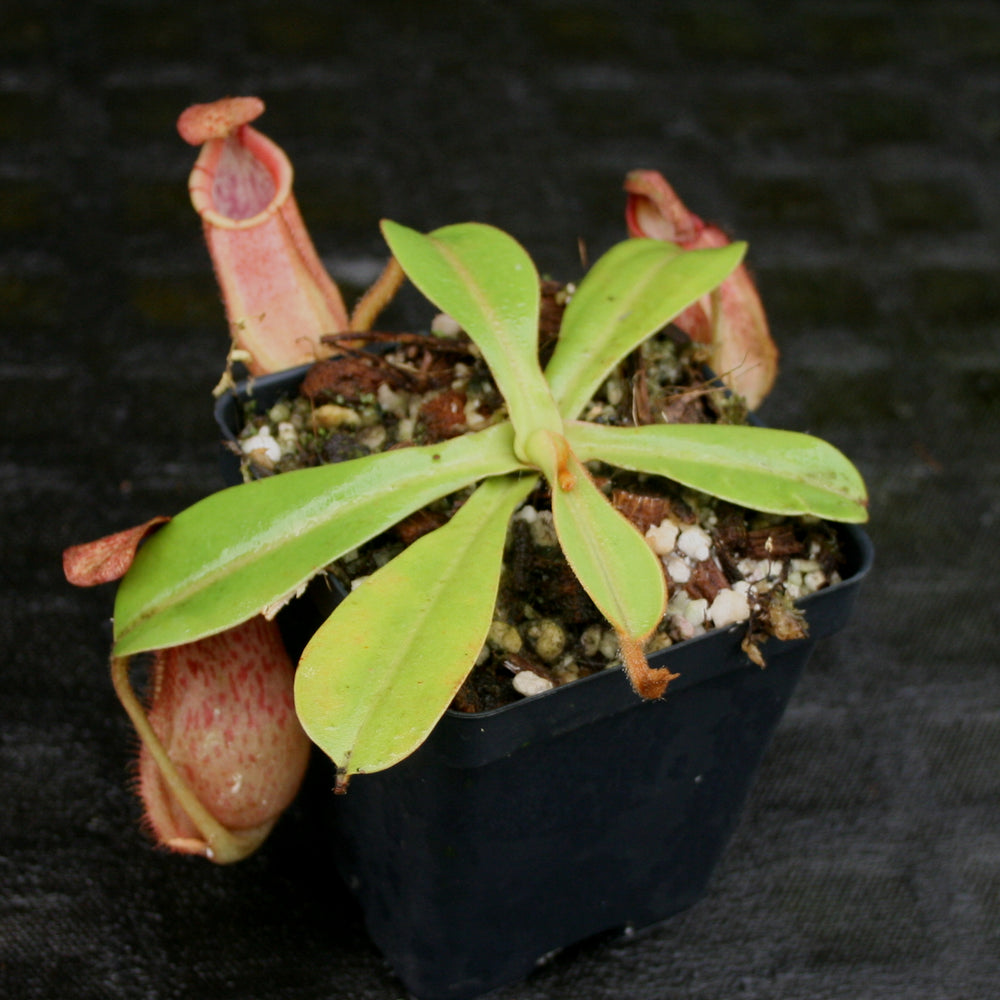 
                      
                        Nepenthes hamata x veitchii
                      
                    