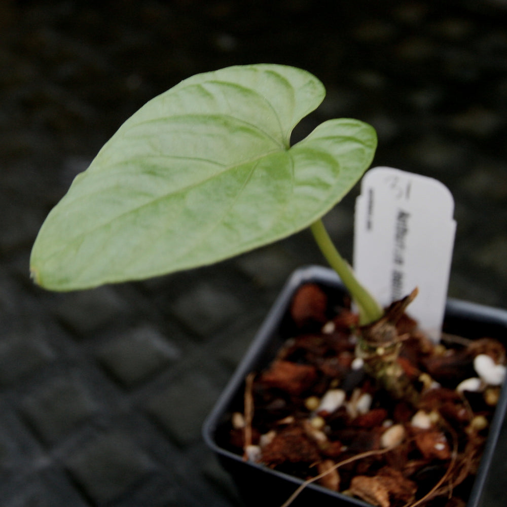 
                      
                        Anthurium debilis
                      
                    