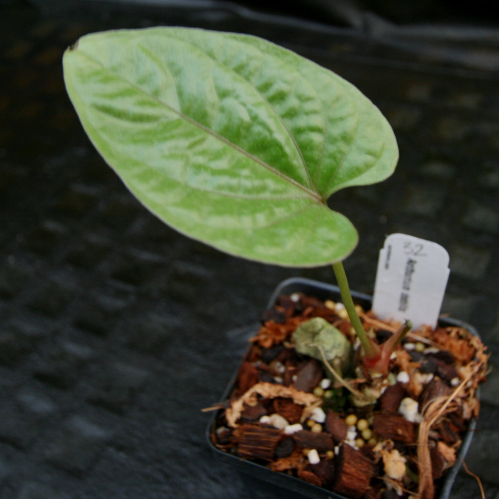 
                      
                        Anthurium debilis
                      
                    