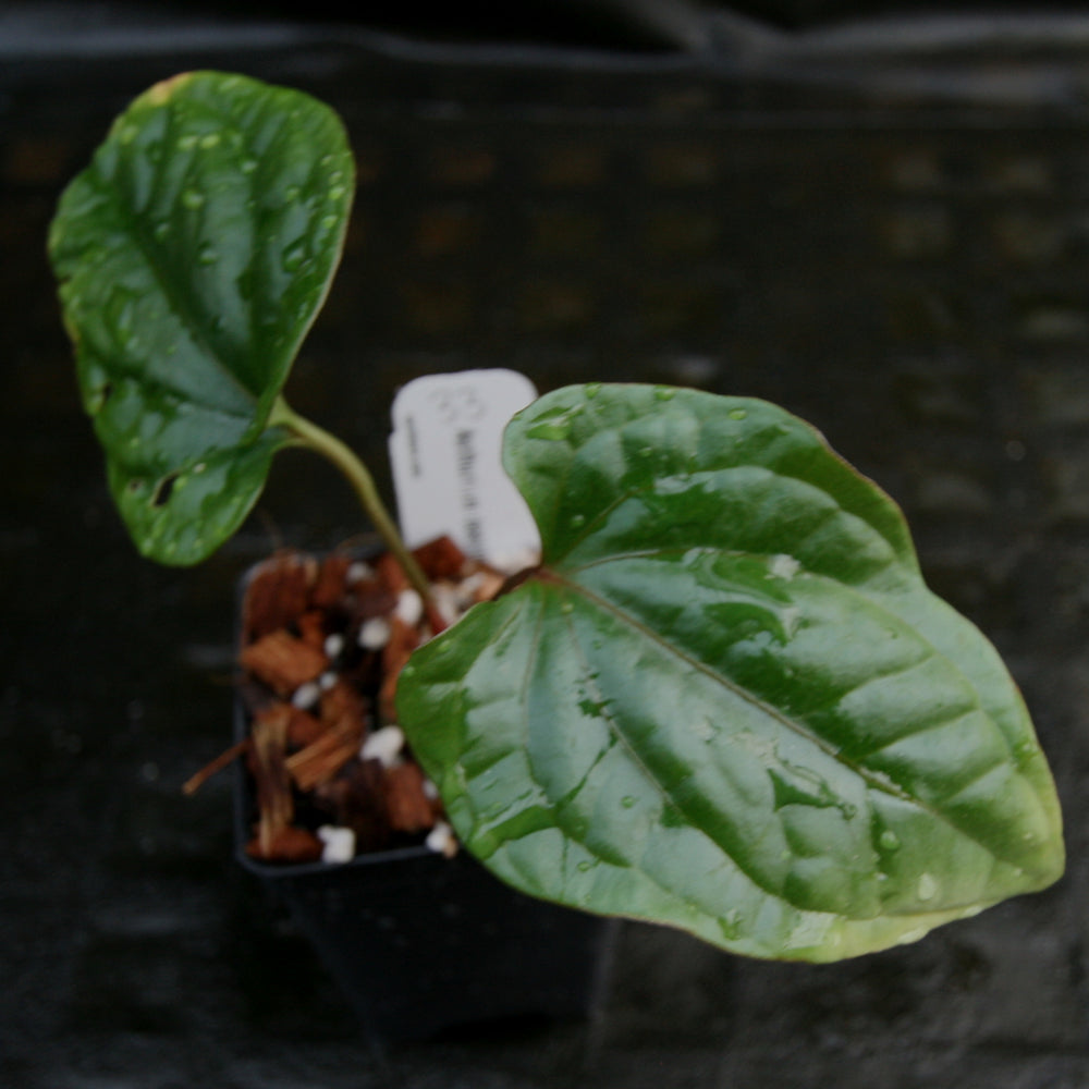 
                      
                        Anthurium debilis
                      
                    