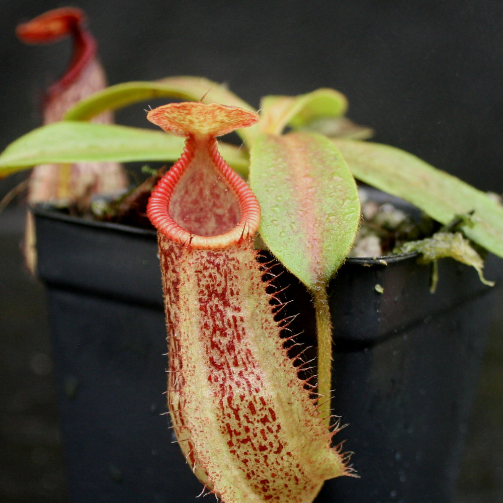 
                      
                        Nepenthes hamata x veitchii
                      
                    