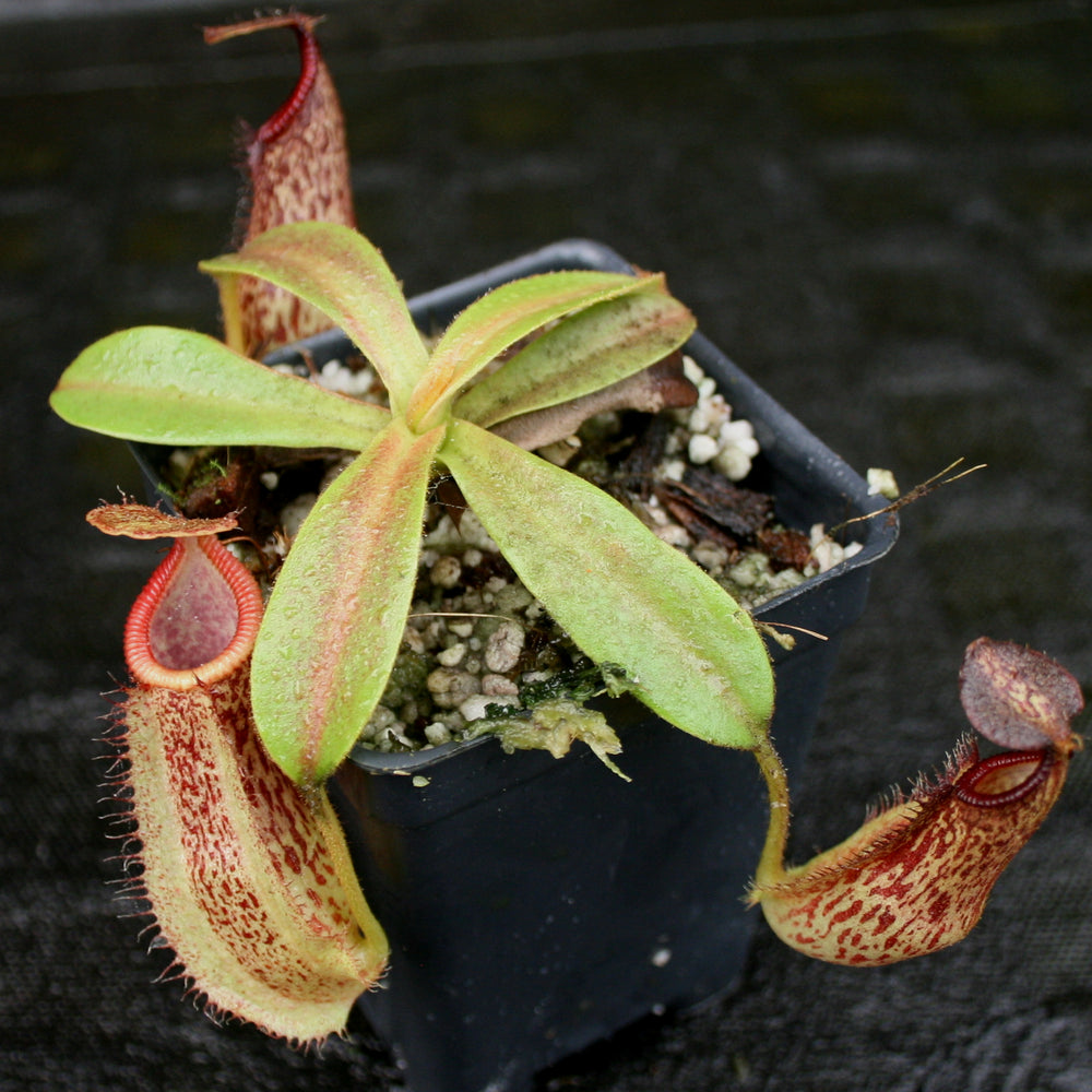 
                      
                        Nepenthes hamata x veitchii
                      
                    