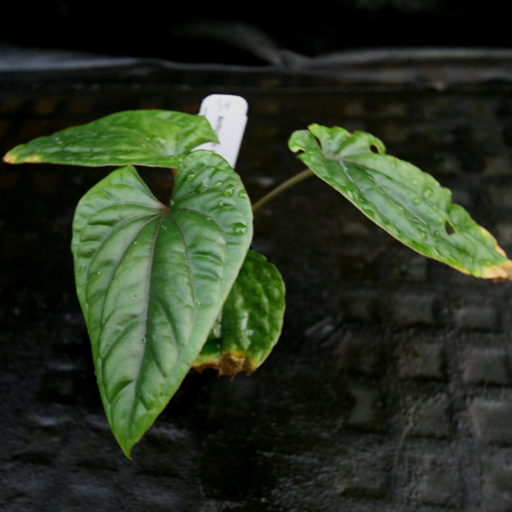 
                      
                        Anthurium debilis
                      
                    
