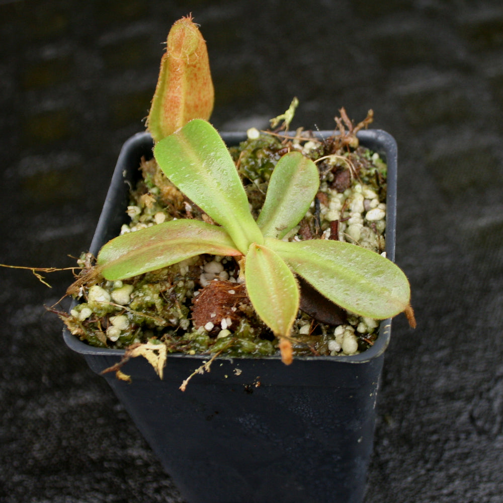 
                      
                        Nepenthes hamata x veitchii
                      
                    