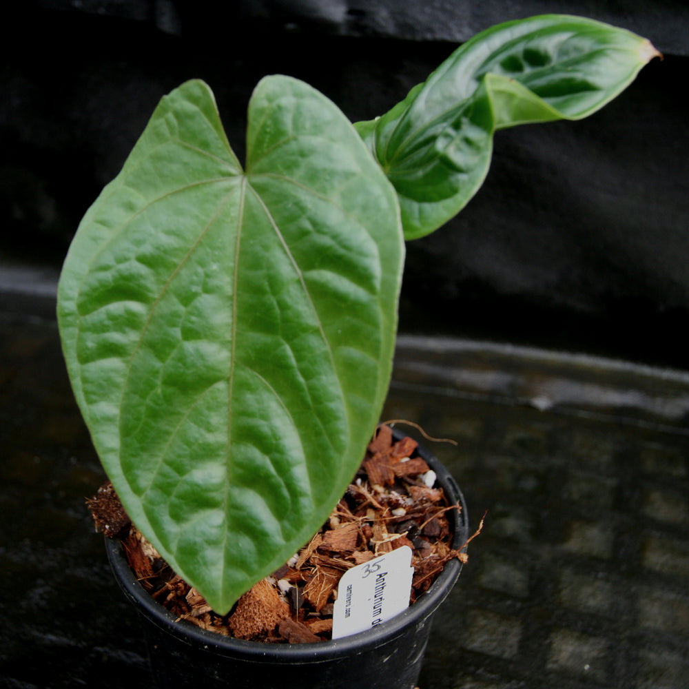 
                      
                        Anthurium debilis
                      
                    