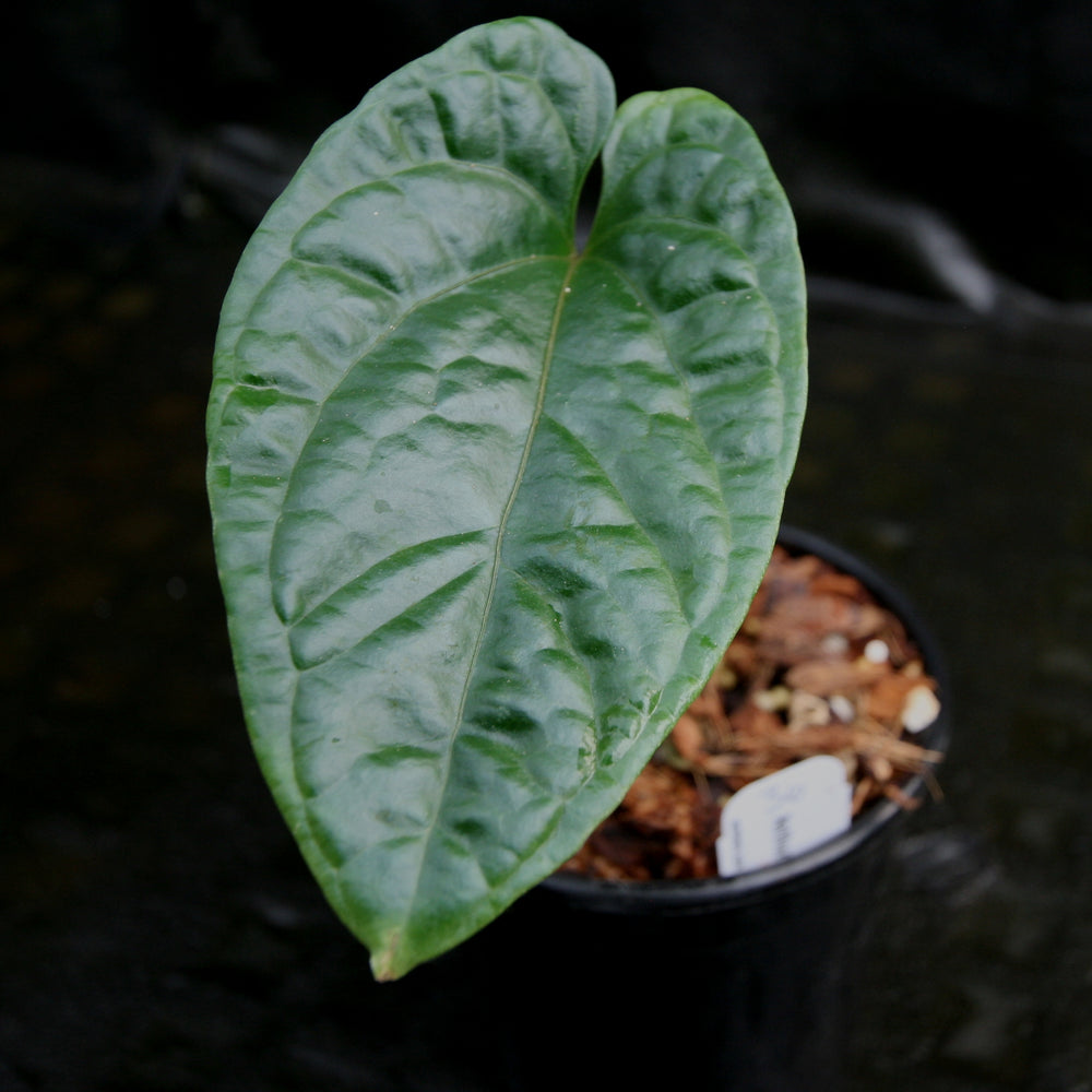 
                      
                        Anthurium debilis
                      
                    