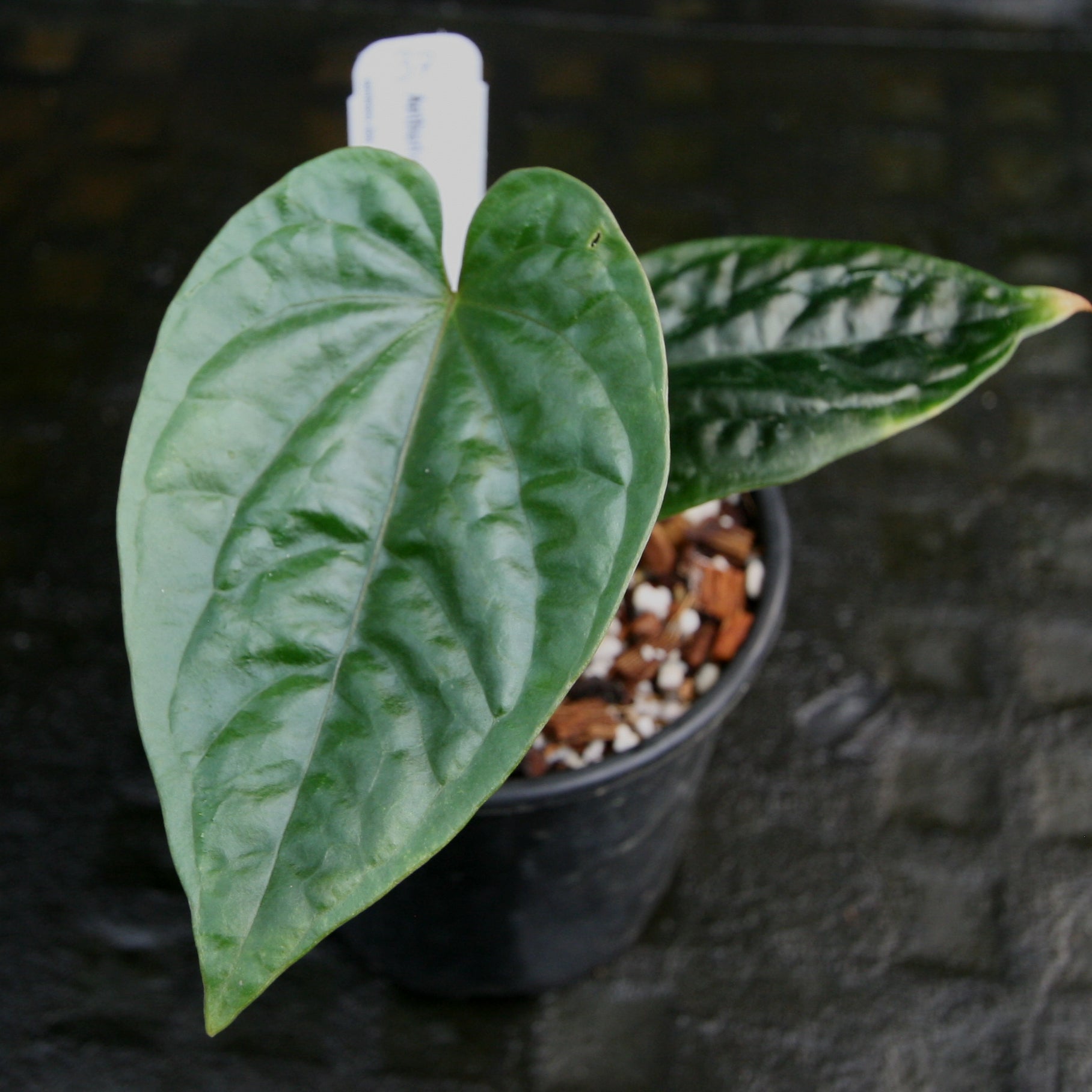 アンスリウム　debilis デビリス anthurium debilis アンスリウムデビリス