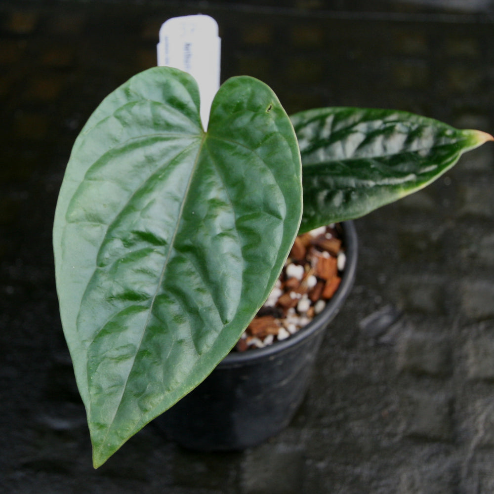 
                      
                        Anthurium debilis
                      
                    