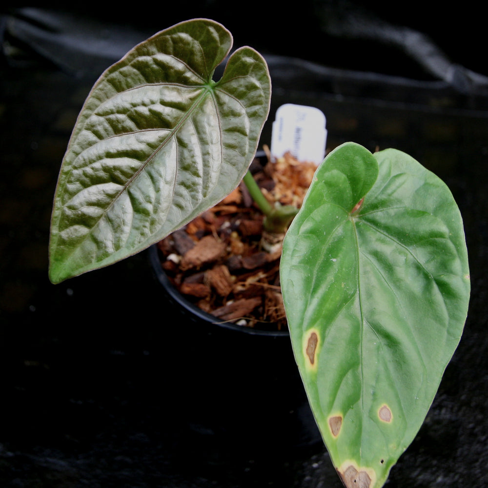 
                      
                        Anthurium debilis
                      
                    