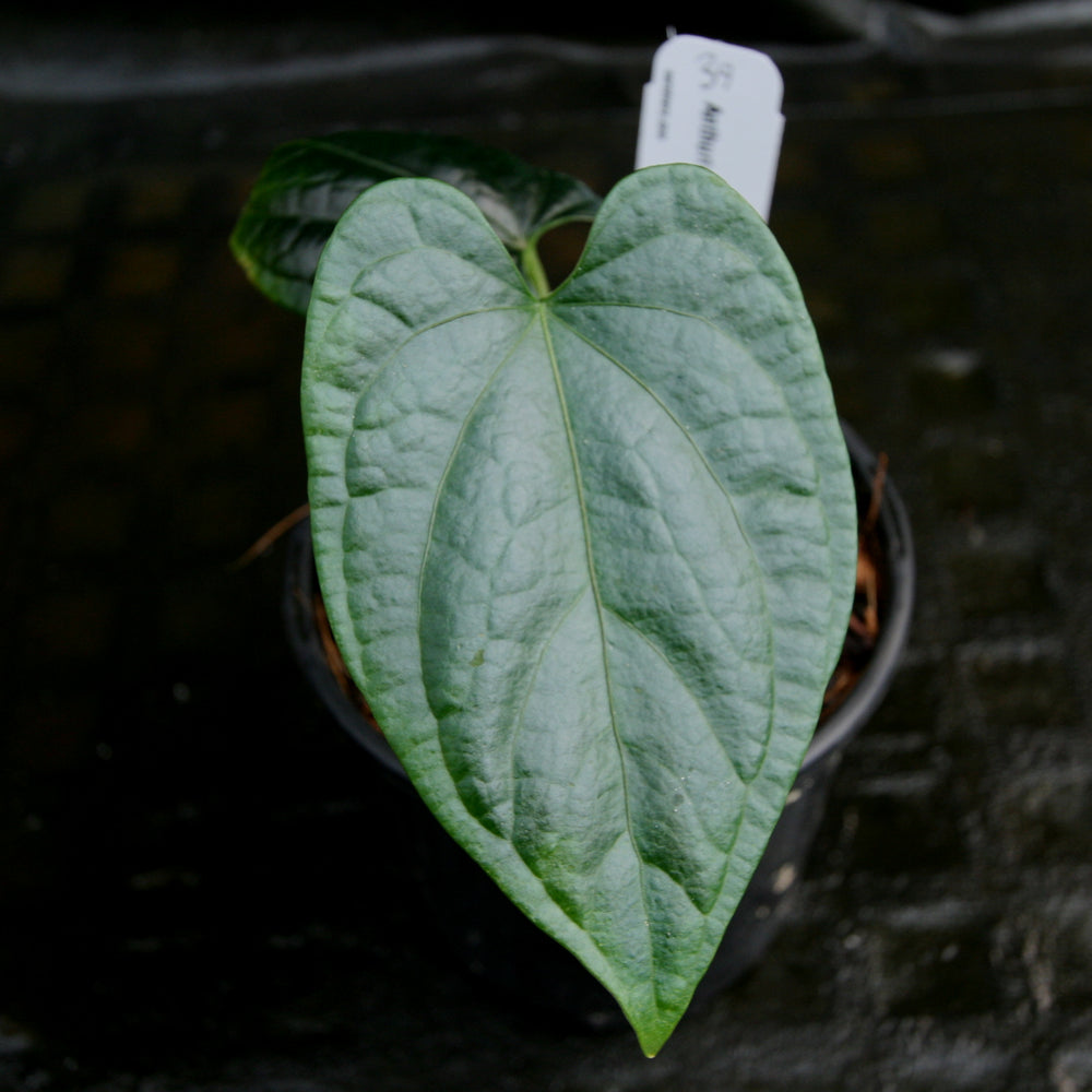 
                      
                        Anthurium debilis
                      
                    