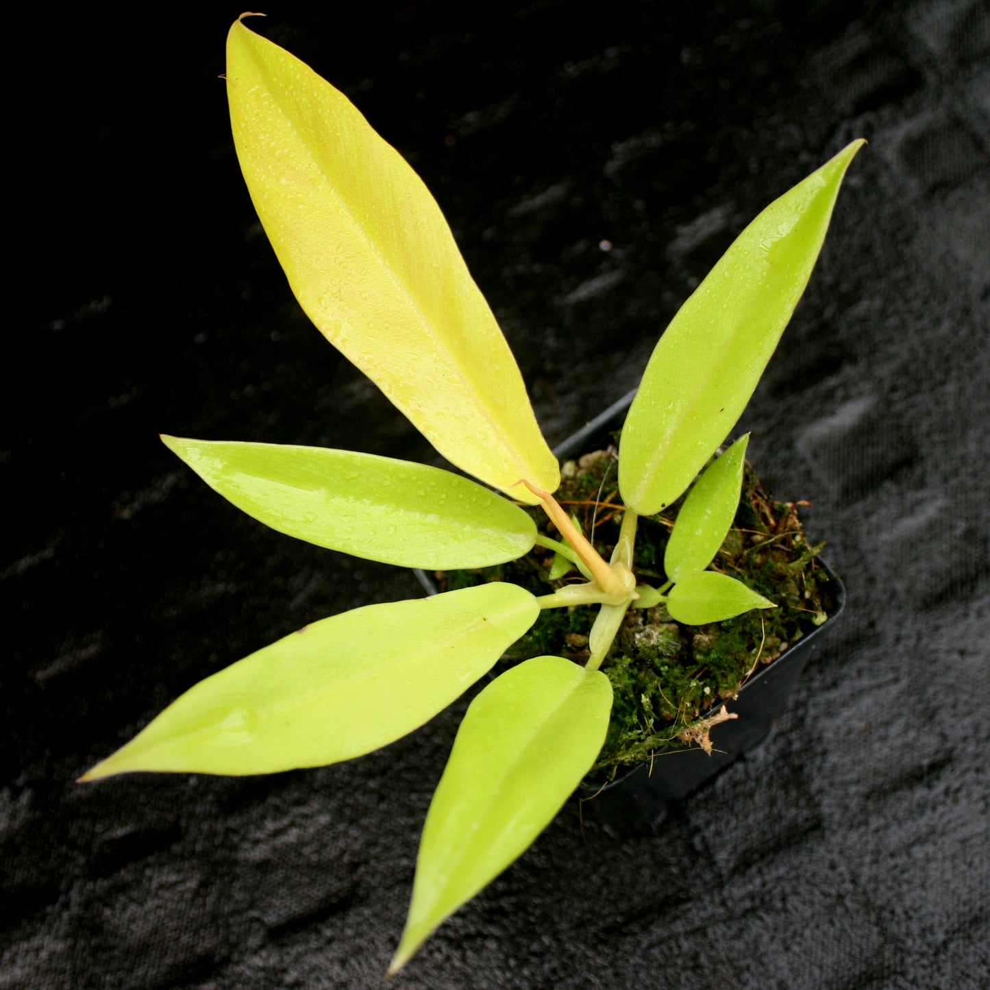 philodendron temptation Philodendron Golden Saw – Carnivero