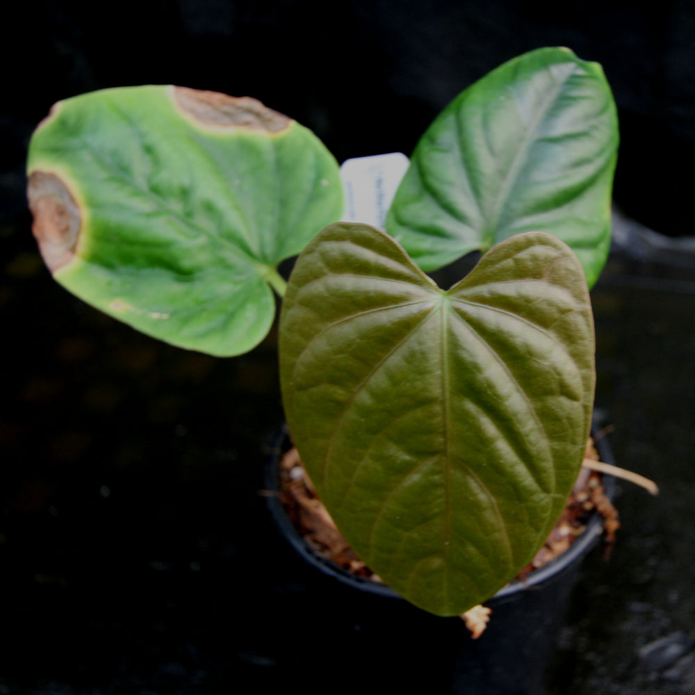 
                      
                        Anthurium debilis
                      
                    