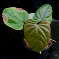 Anthurium debilis