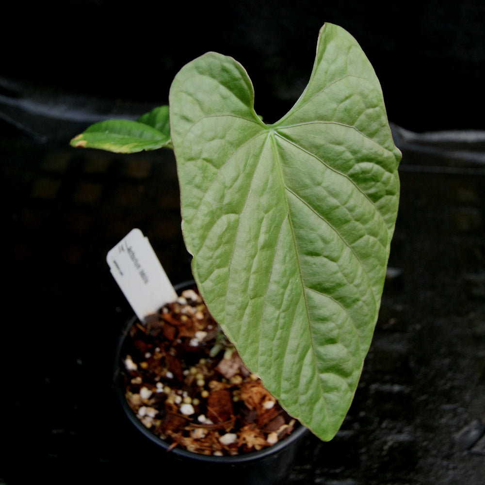 
                      
                        Anthurium debilis
                      
                    