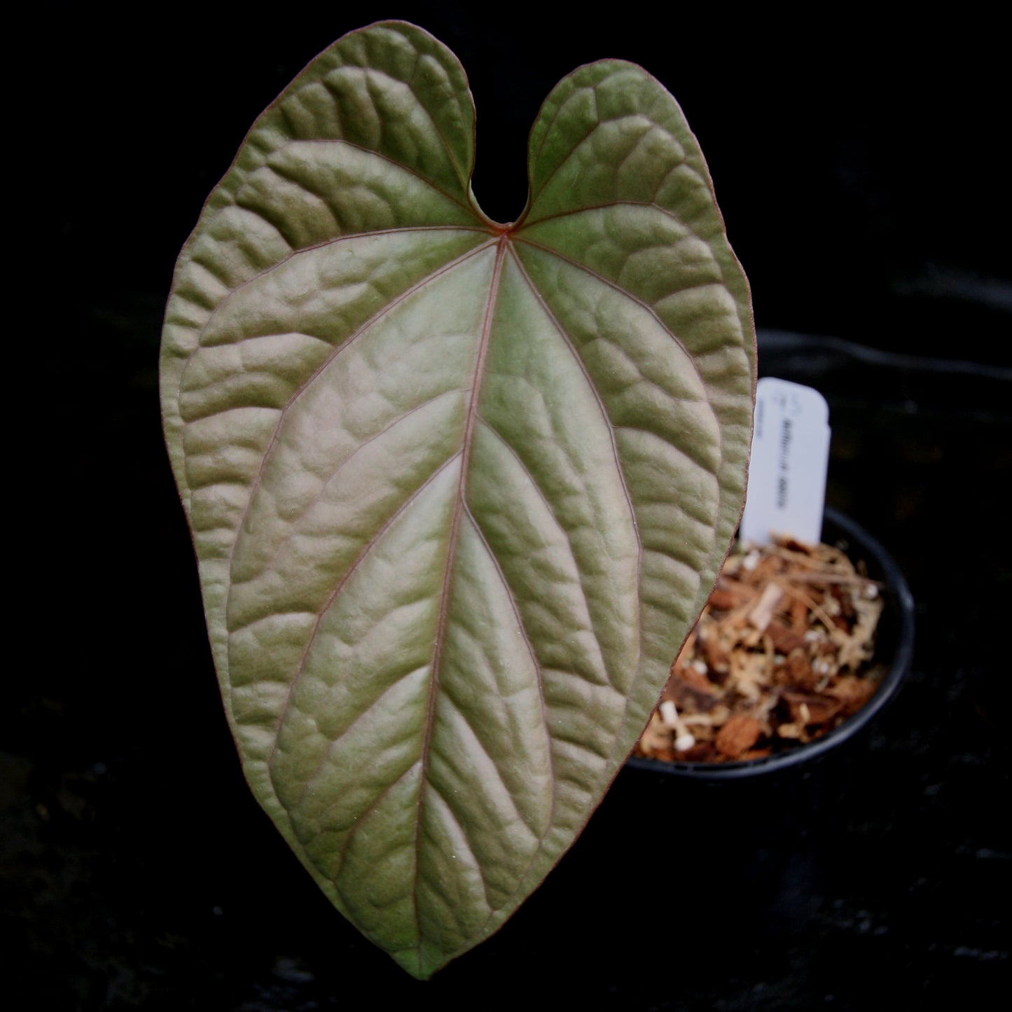 anthurium chart Anthurium debilis – Carnivero