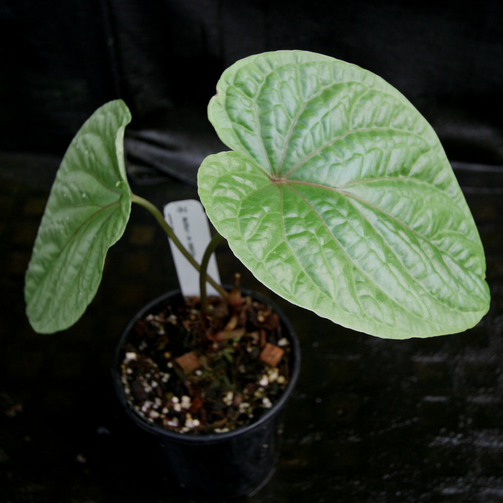 
                      
                        Anthurium debilis
                      
                    