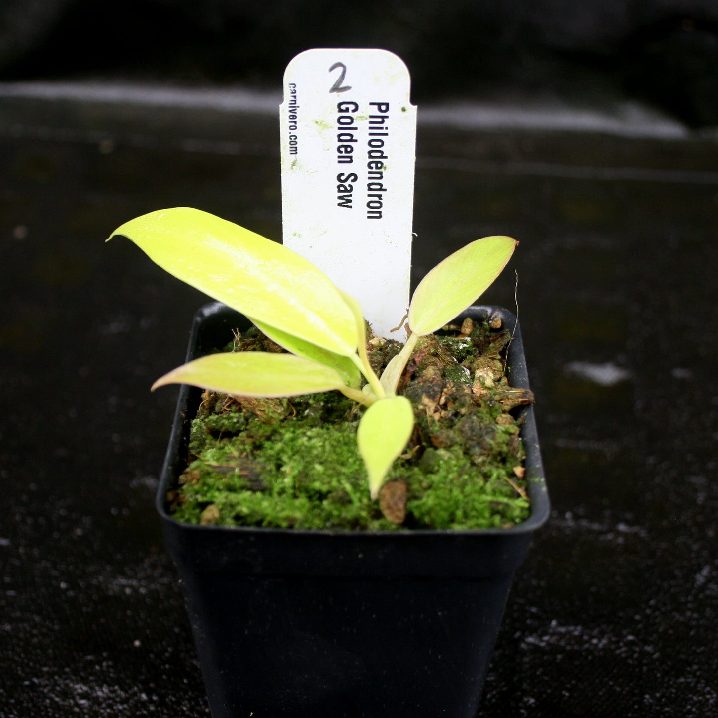 philodendron gergaji golden saw Philodendron Golden Saw – Carnivero