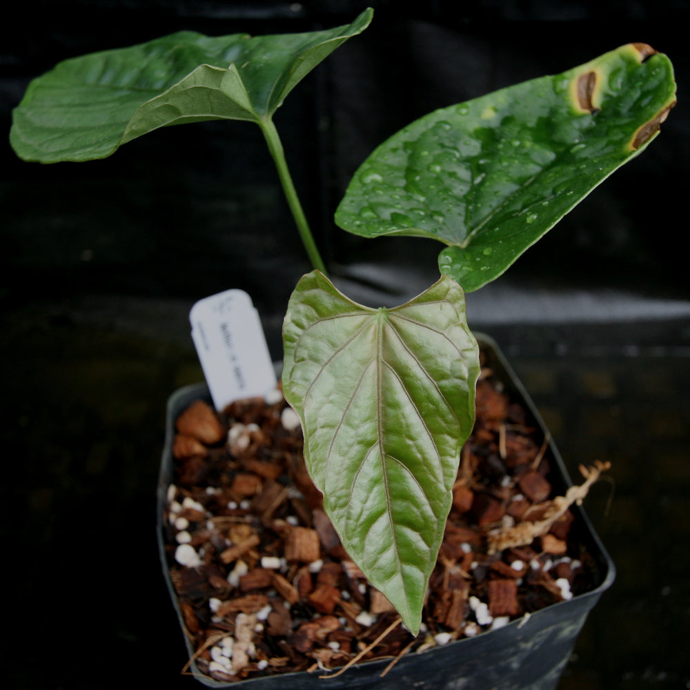 
                      
                        Anthurium debilis
                      
                    