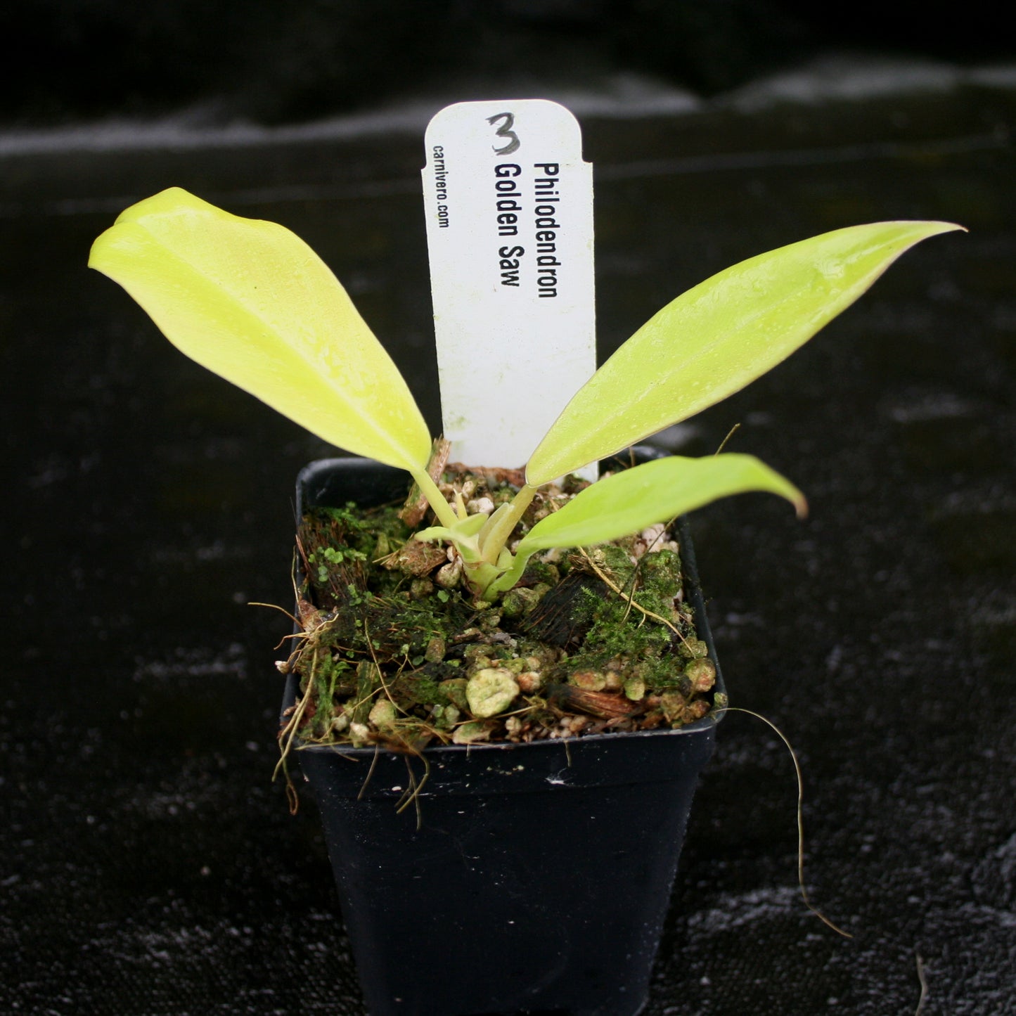 philodendron saw Philodendron Golden Saw – Carnivero