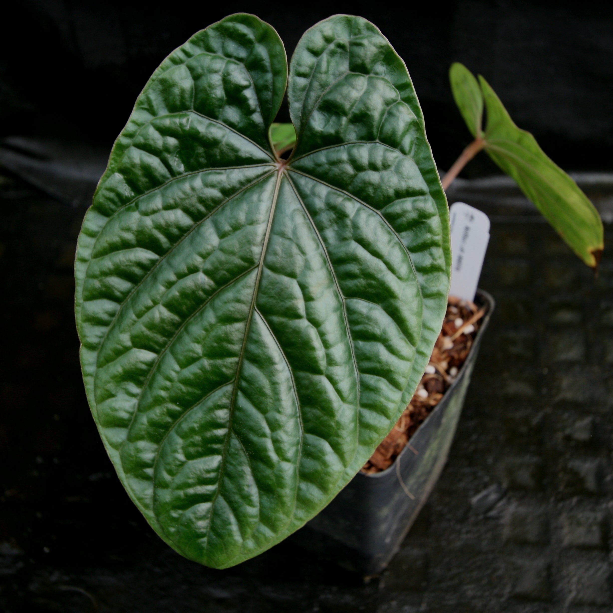 レア！　アンスリウム　デビリス　Anthurium debilis anthurium debilis アンスリウム デビリス アンスリウムAnthurium
