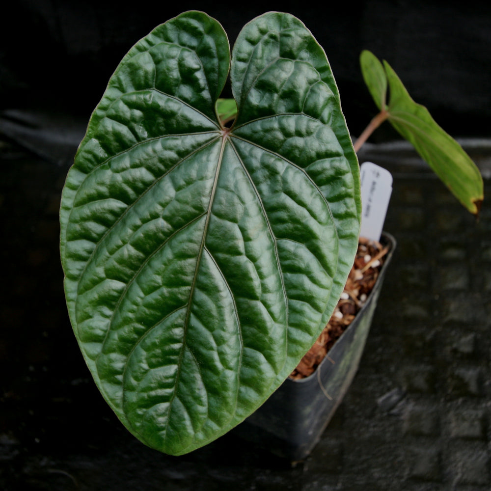 
                      
                        Anthurium debilis
                      
                    