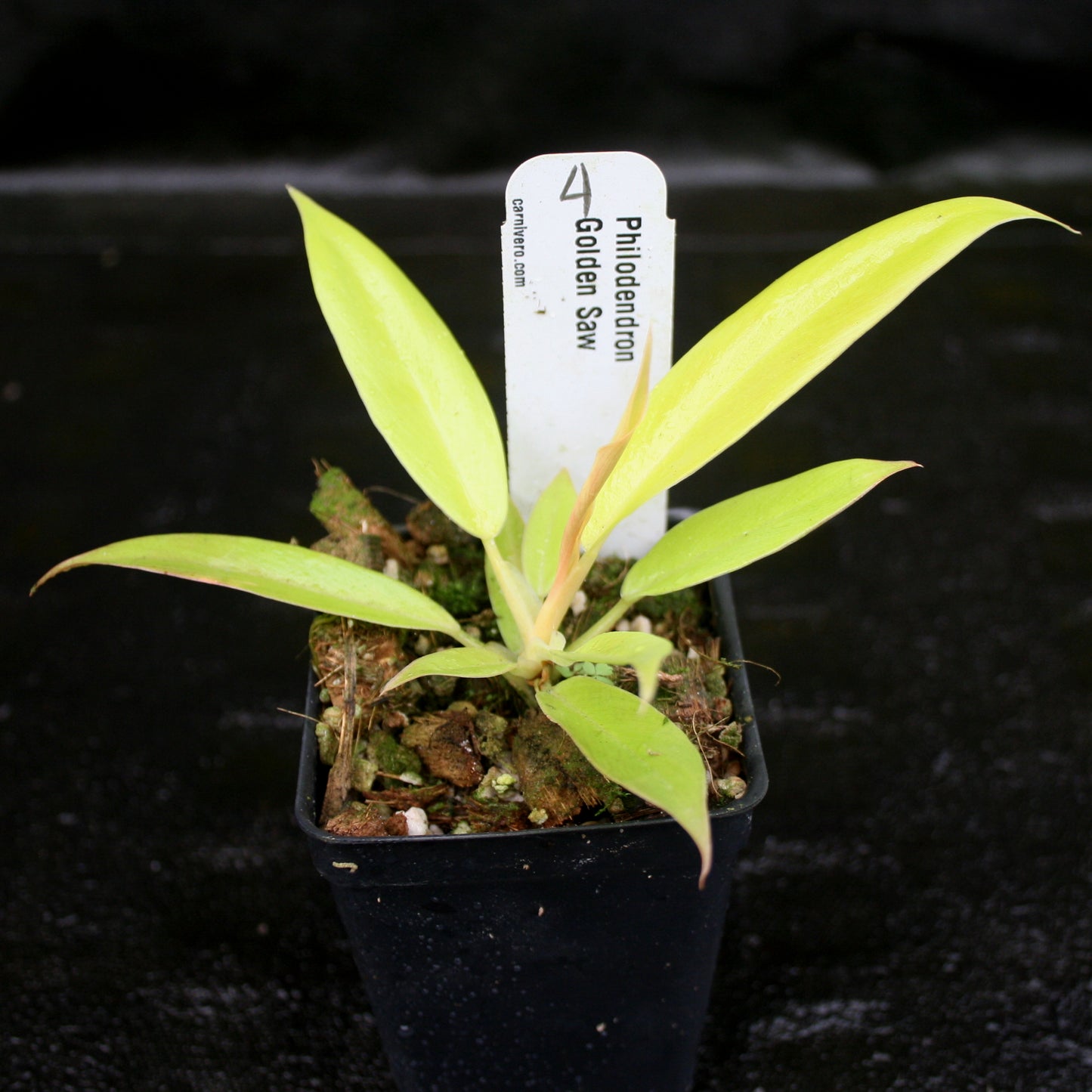 golden girl philodendron Philodendron Golden Saw – Carnivero