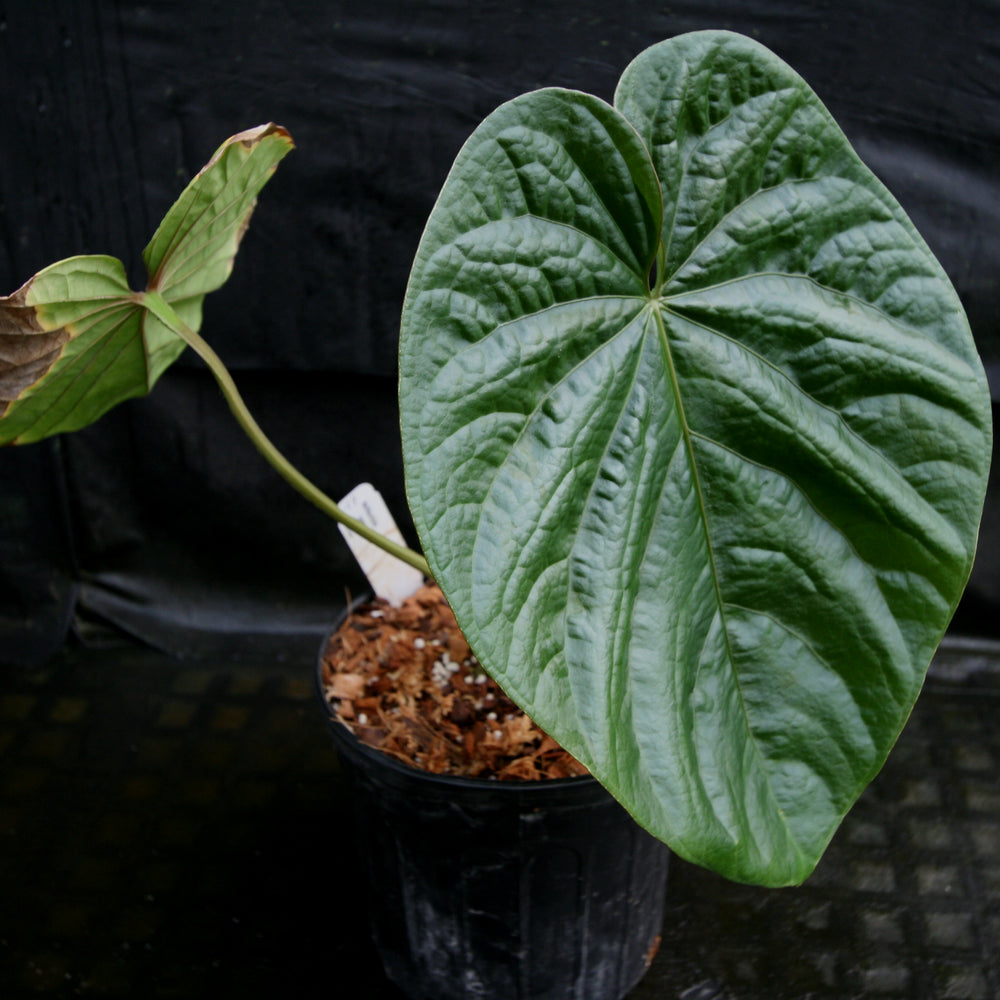 
                      
                        Anthurium debilis
                      
                    