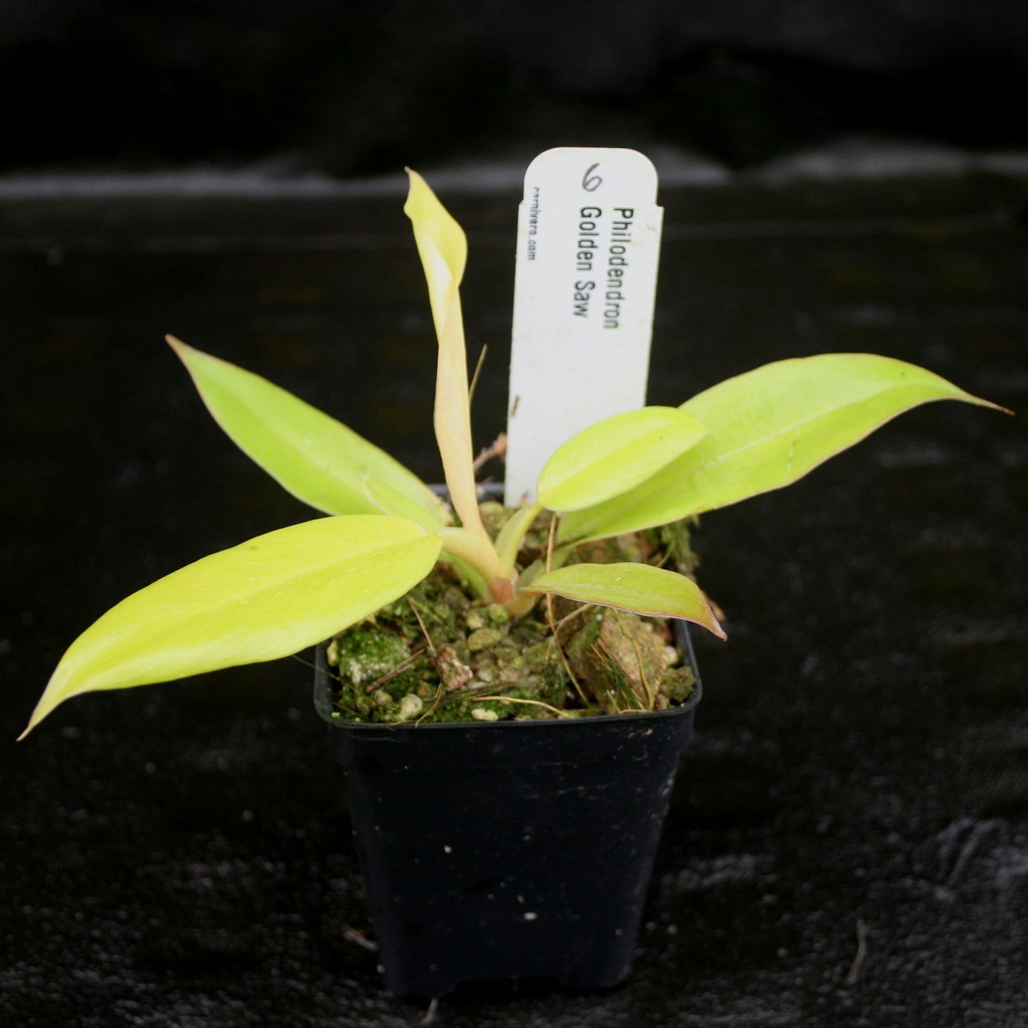 philodendron golden saw care Philodendron Golden Saw – Carnivero