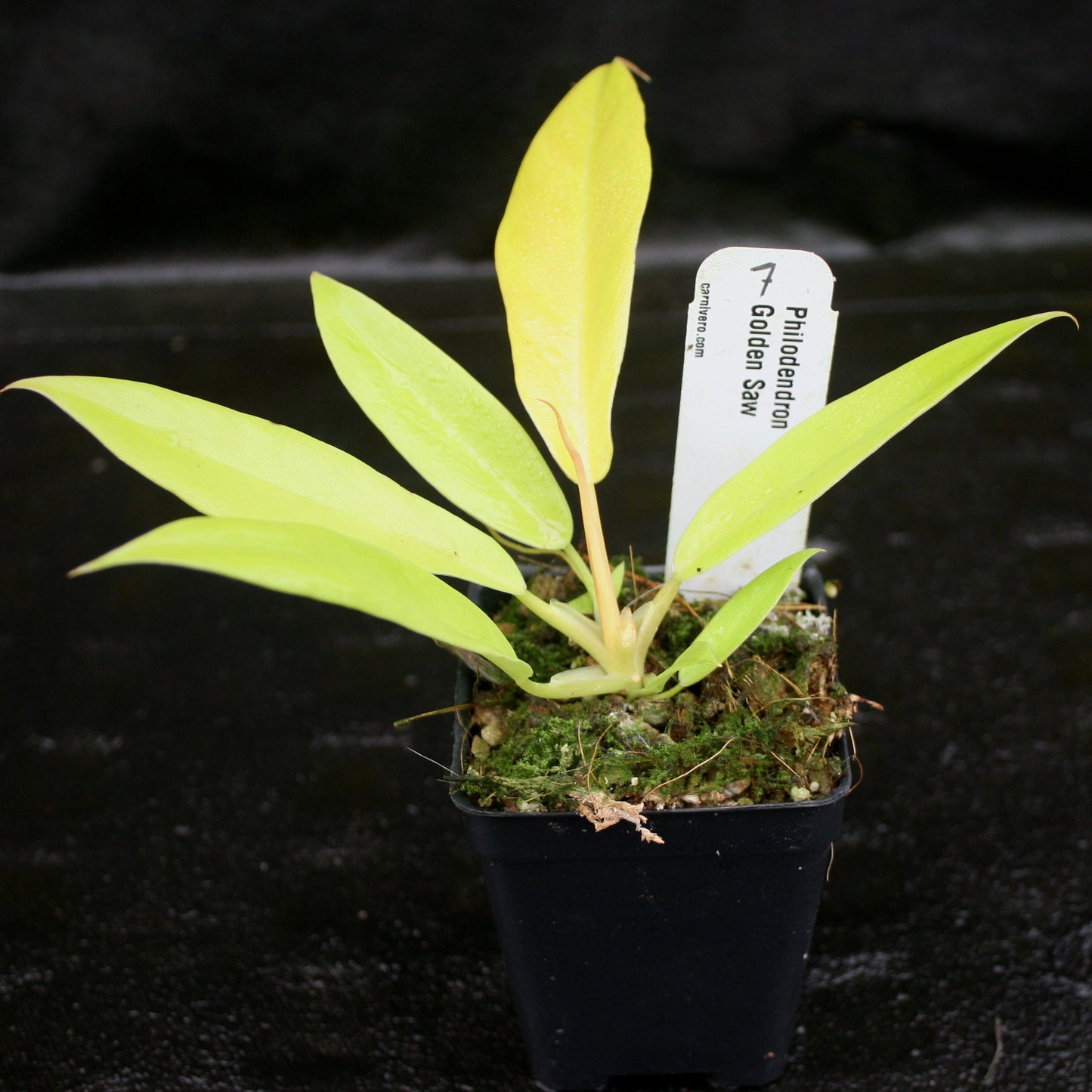philodendron saw Philodendron Golden Saw – Carnivero