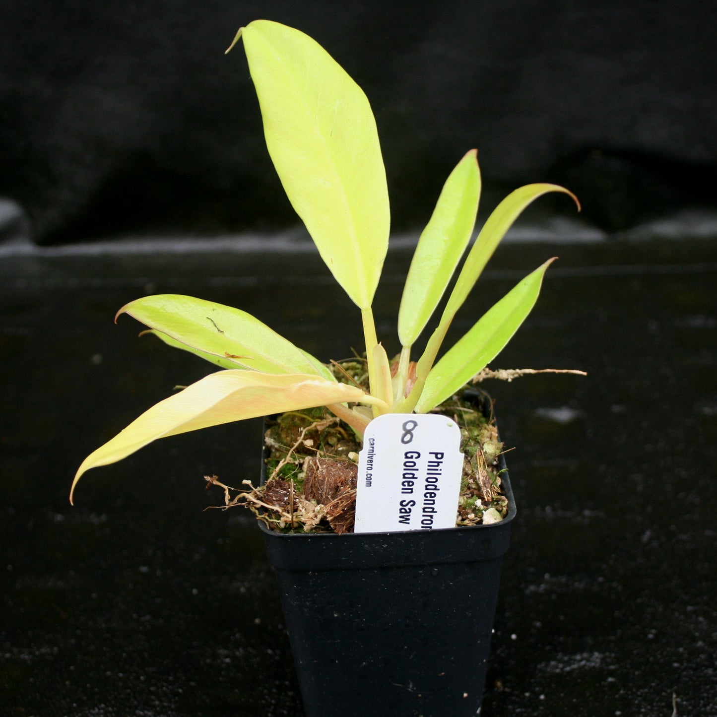 philodendron golden girl Philodendron Golden Saw – Carnivero