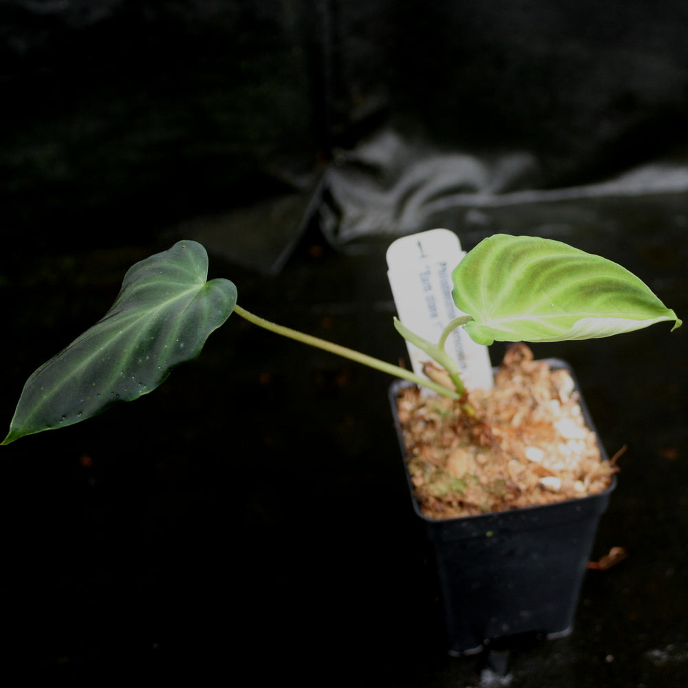 
                      
                        Philodendron verrucosum "Euro clone 1"
                      
                    