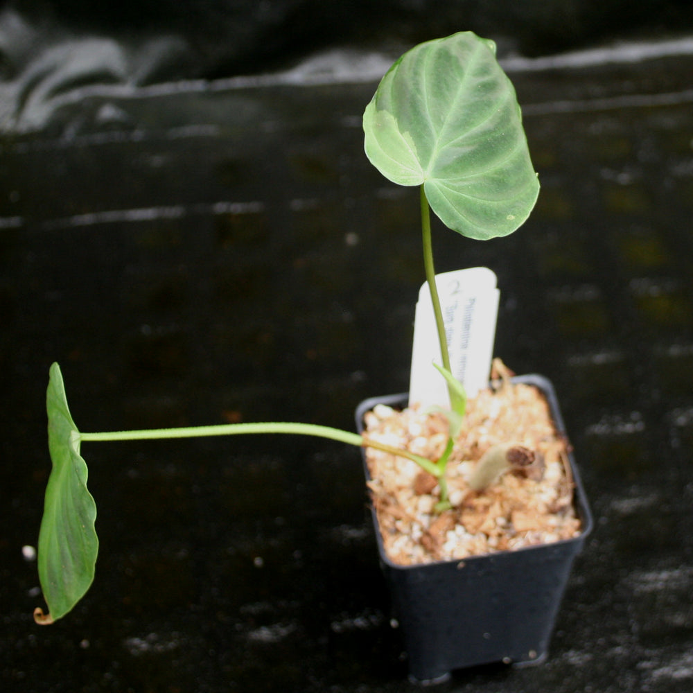 
                      
                        Philodendron verrucosum "Euro clone 1"
                      
                    