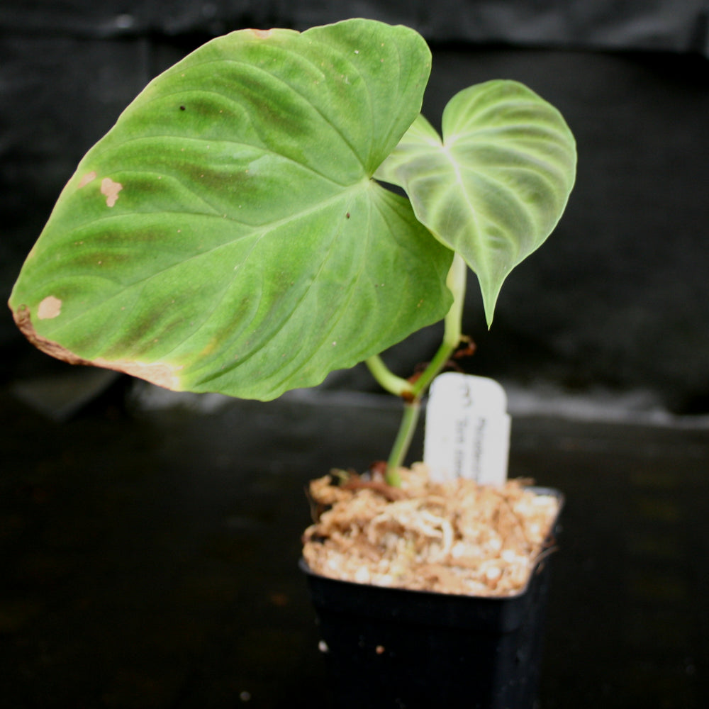 
                      
                        Philodendron verrucosum "Euro clone 1"
                      
                    