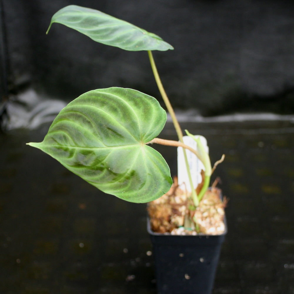 
                      
                        Philodendron verrucosum "Euro clone 1"
                      
                    