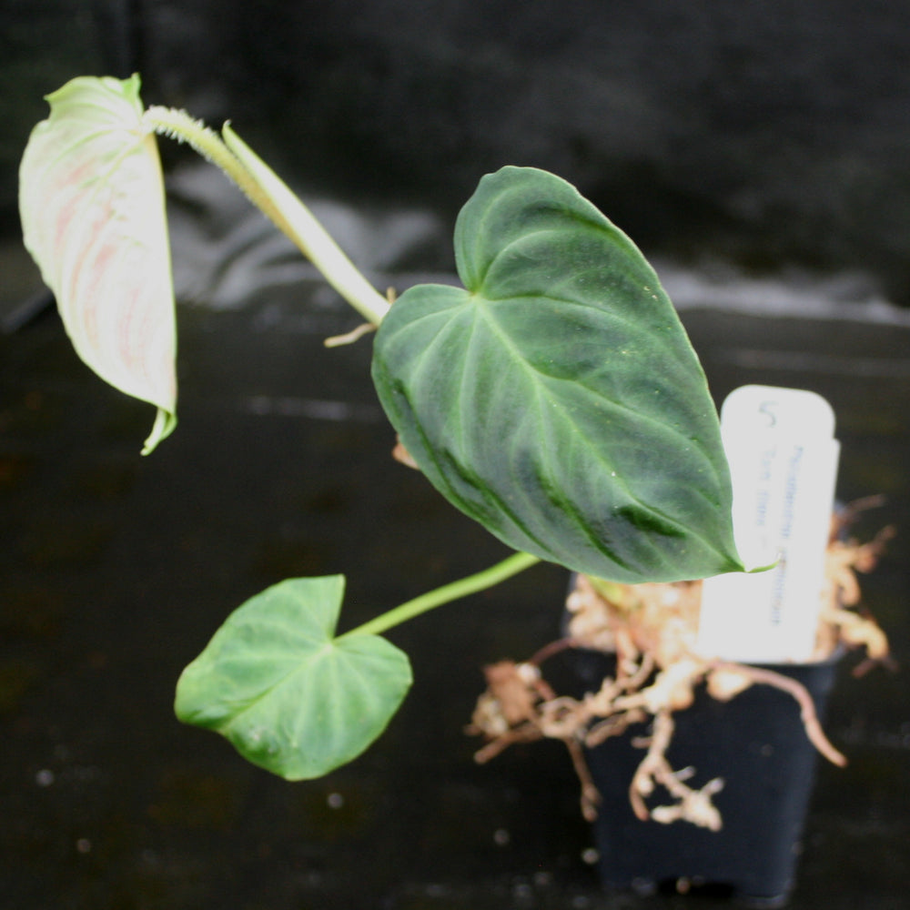 
                      
                        Philodendron verrucosum "Euro clone 1"
                      
                    