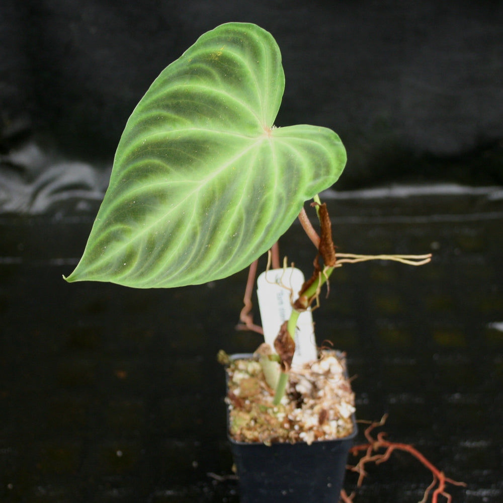 
                      
                        Philodendron verrucosum "Euro clone 1"
                      
                    