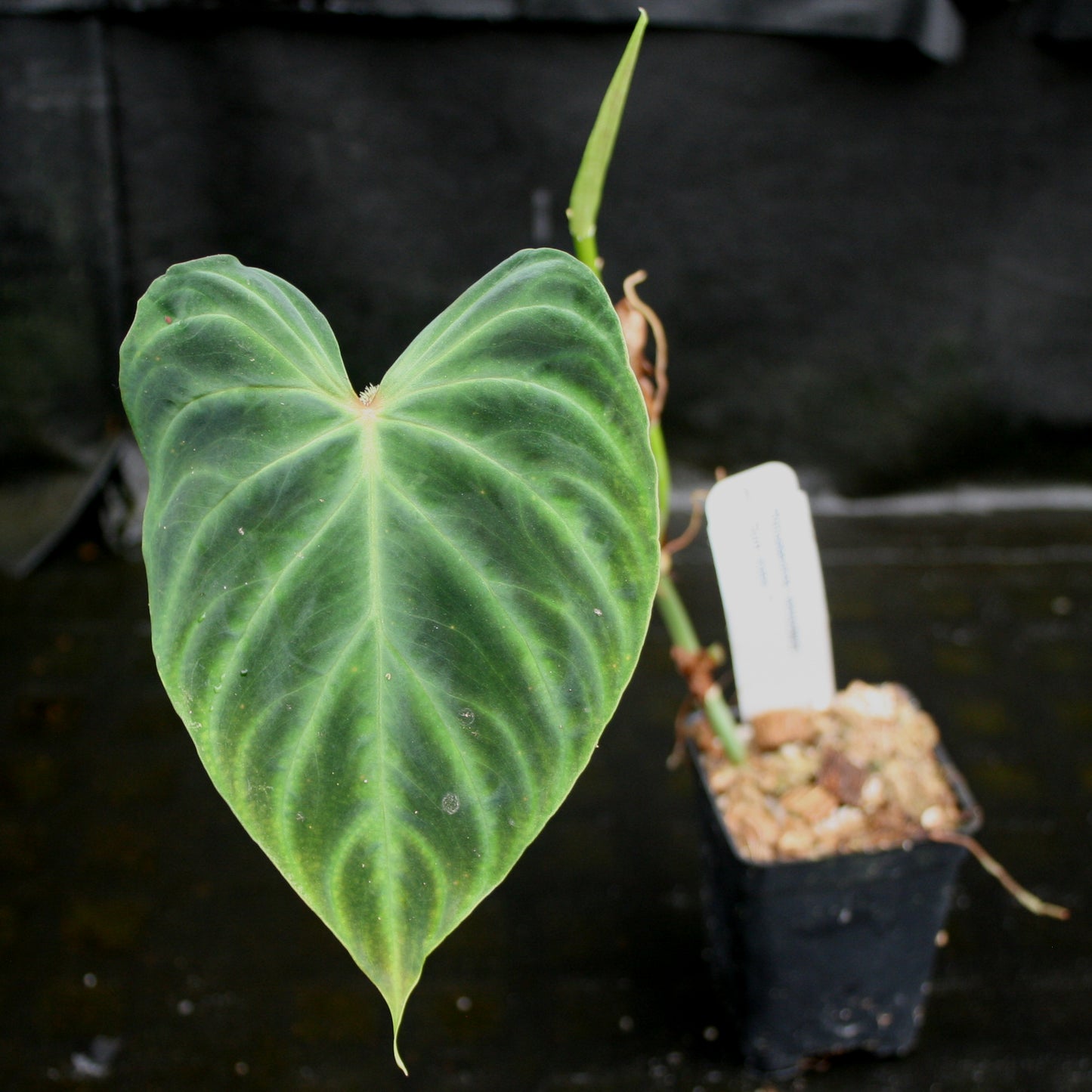 cloning philodendron Philodendron verrucosum "Euro clone 1" – Carnivero