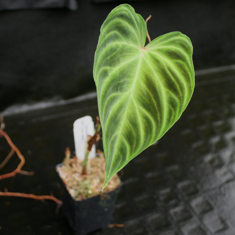 
                      
                        Philodendron verrucosum "Euro clone 1"
                      
                    